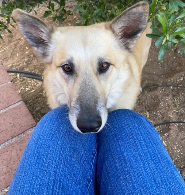 Pet Services For Dog With Puppy Eyes