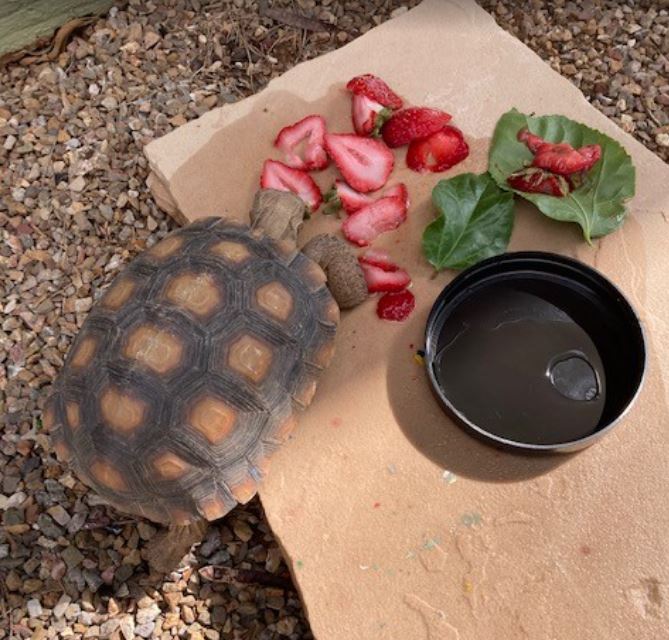 Pet Services For Ruby The Turtle